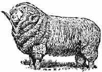 Raising Sheep For Profit
